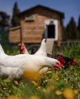 Poules en liberté devant le poulailler de la ferme agroécologique Permaterra au mas Alavall.