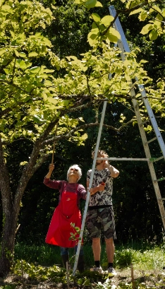 Cueillette dans les arbres fruitiers du mas Alavall, ferme agroécologique de Permaterra à Céret. Photo de Myriam Boye.