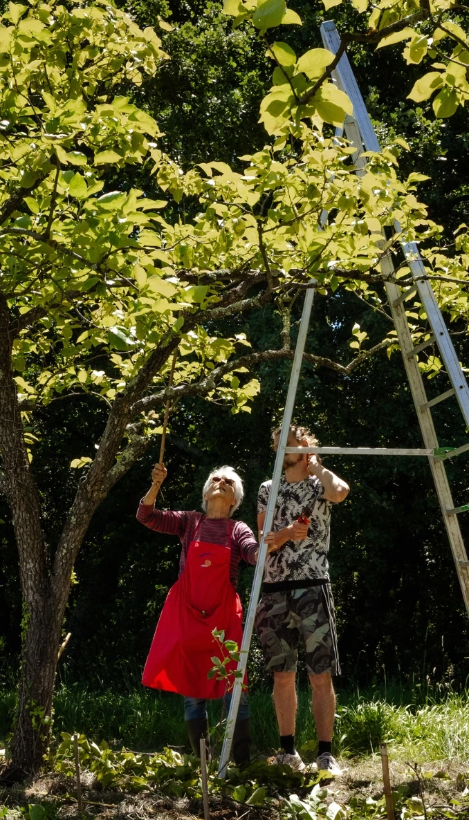Cueillette dans les arbres fruitiers du mas Alavall, ferme agroécologique de Permaterra à Céret. Photo de Myriam Boye.