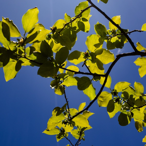 Branches d'arbre avec le ciel bleu au Mas Alavall, photo de Myriam Boye.