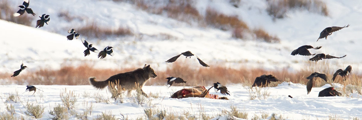 Meute de loups, Parc National de Yellowstone