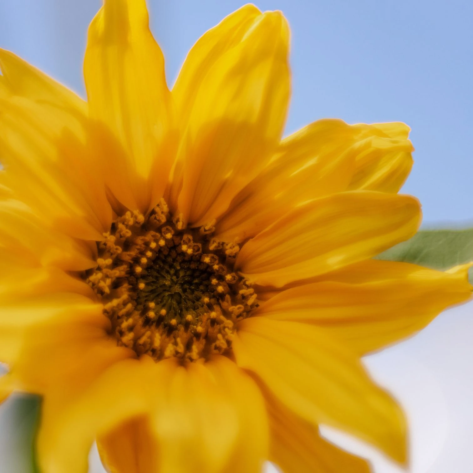 Une photo de fleurs pour illustrer la page FAQ du site de Permaterra.