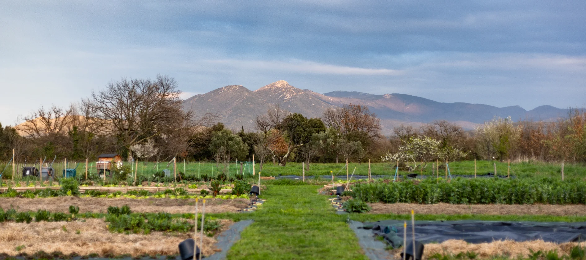 Potager de la ferme expérimentale du Mas Alavall. 