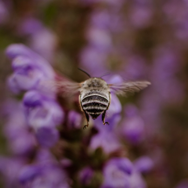 Photo d’une abeille en plein vol vers des fleurs. Photo de Myriam Boye.