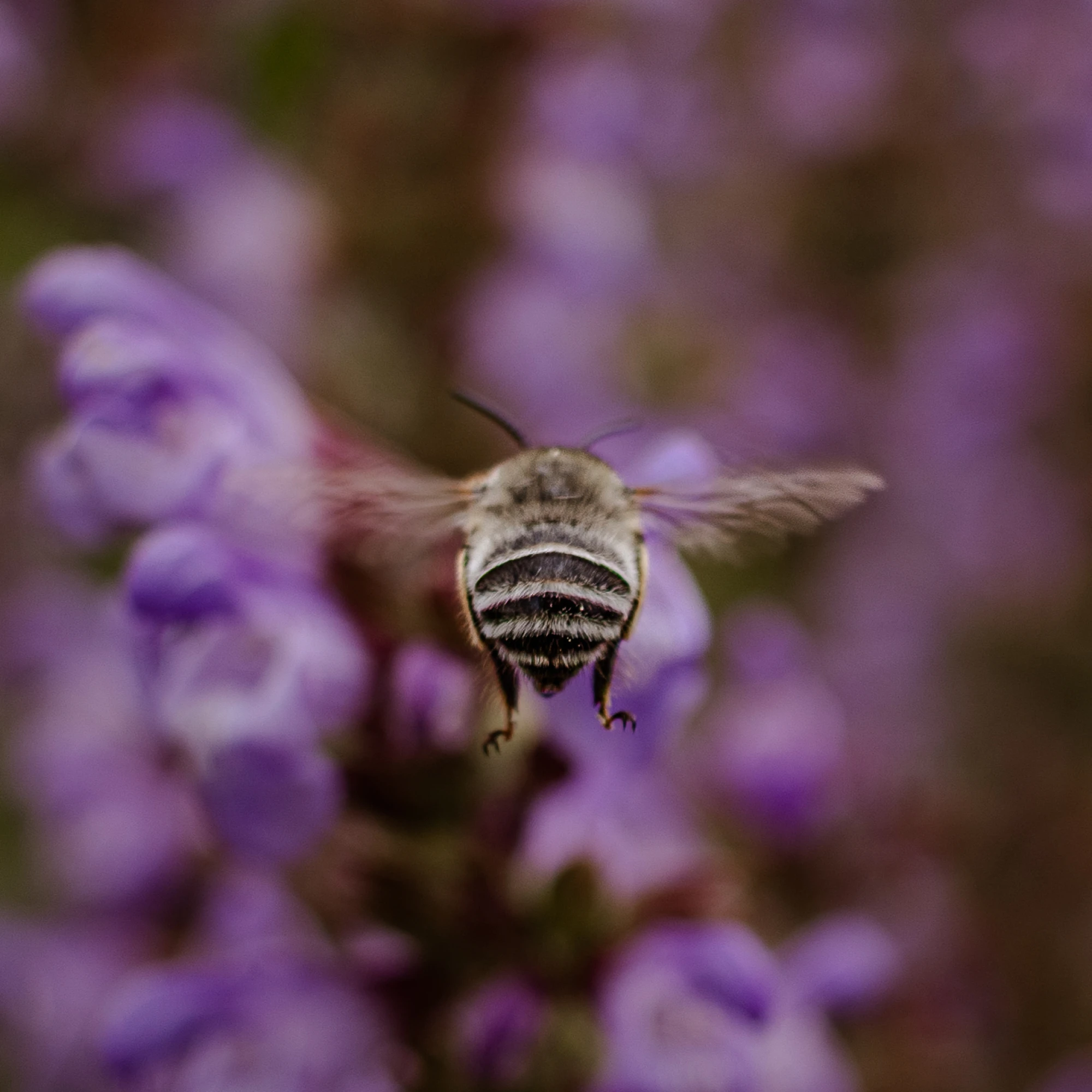 Photo d’une abeille en plein vol vers des fleurs. Photo de Myriam Boye.