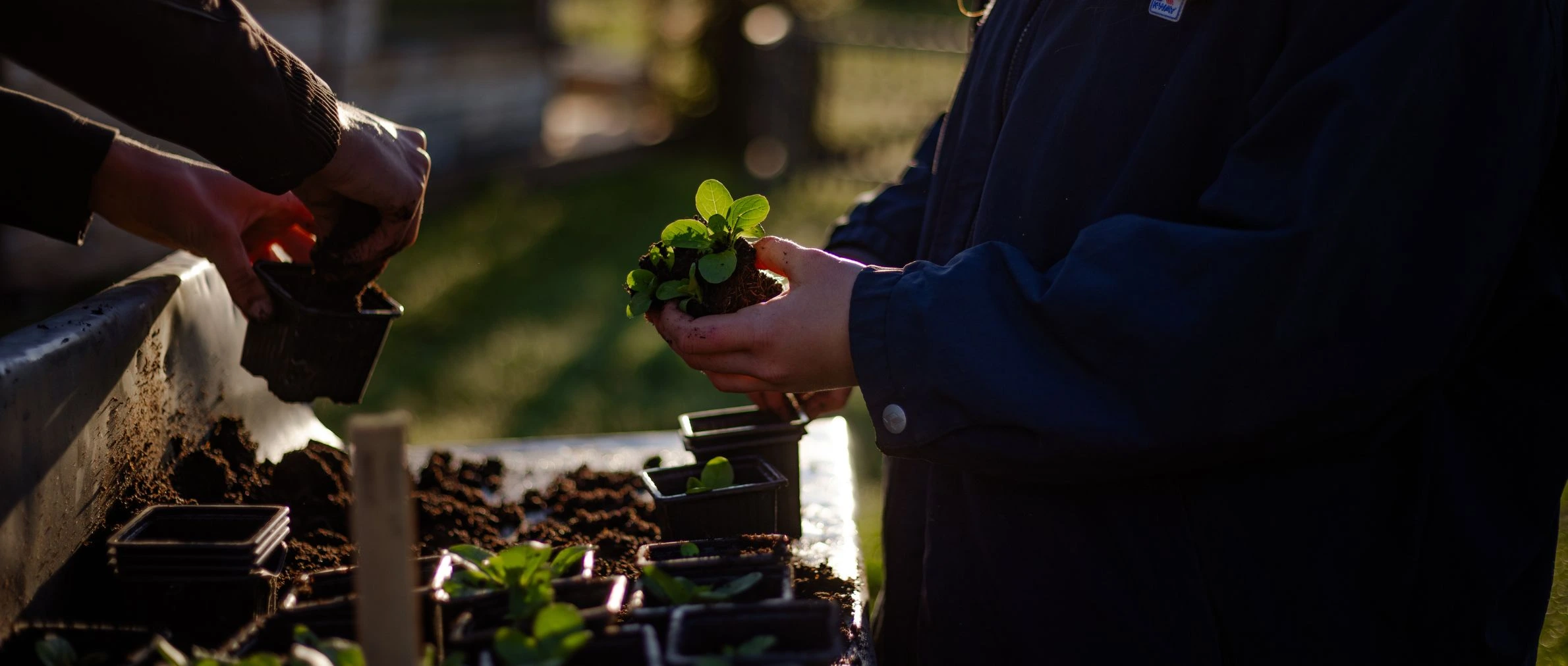 Photo d’un bénévole en train de préparer des semis au potager de Permaterra. Photo de Myriam Boye.