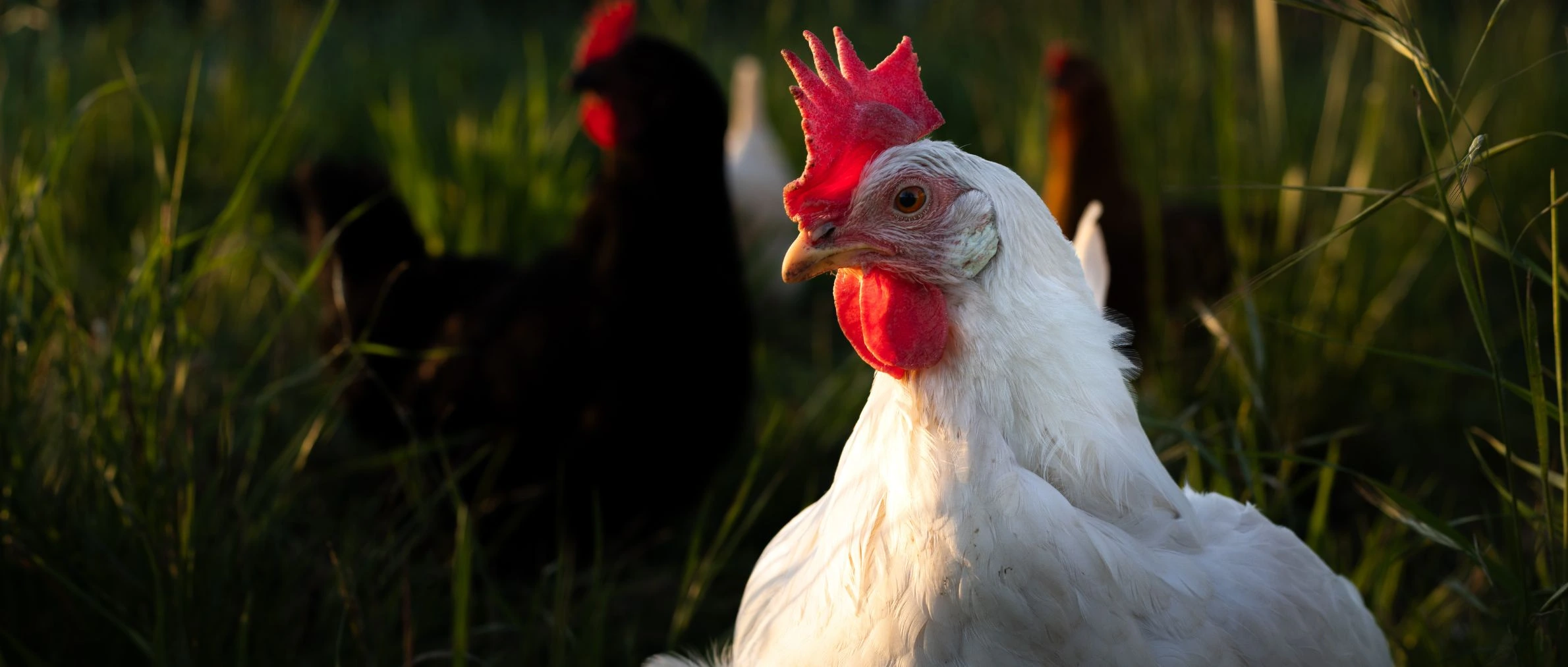 Photo des poules de Permaterra, elles vivent dans un poulailler mobile au mas Alavall, à Céret. Photo de Myriam Boye.