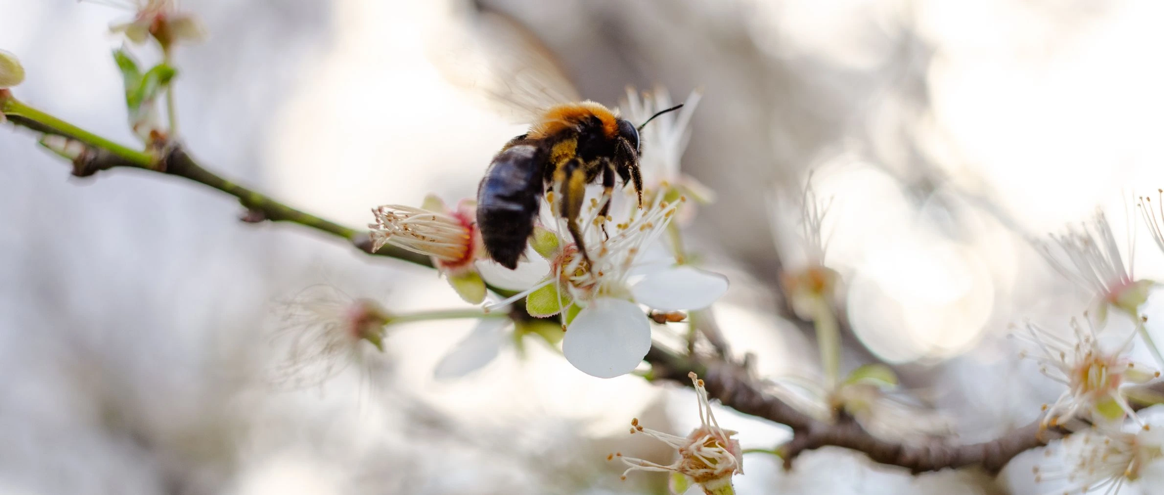 Insecte sur une fleur blanche d'un arbre fruitier au mas Alavall. Photo de Myriam Boye.