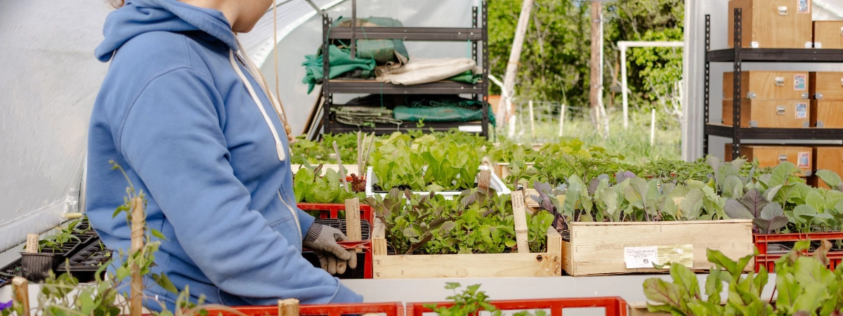 Serre au potager de Permaterra. Il y a des semis de plants maraîchers. Photo de Myriam Boye.