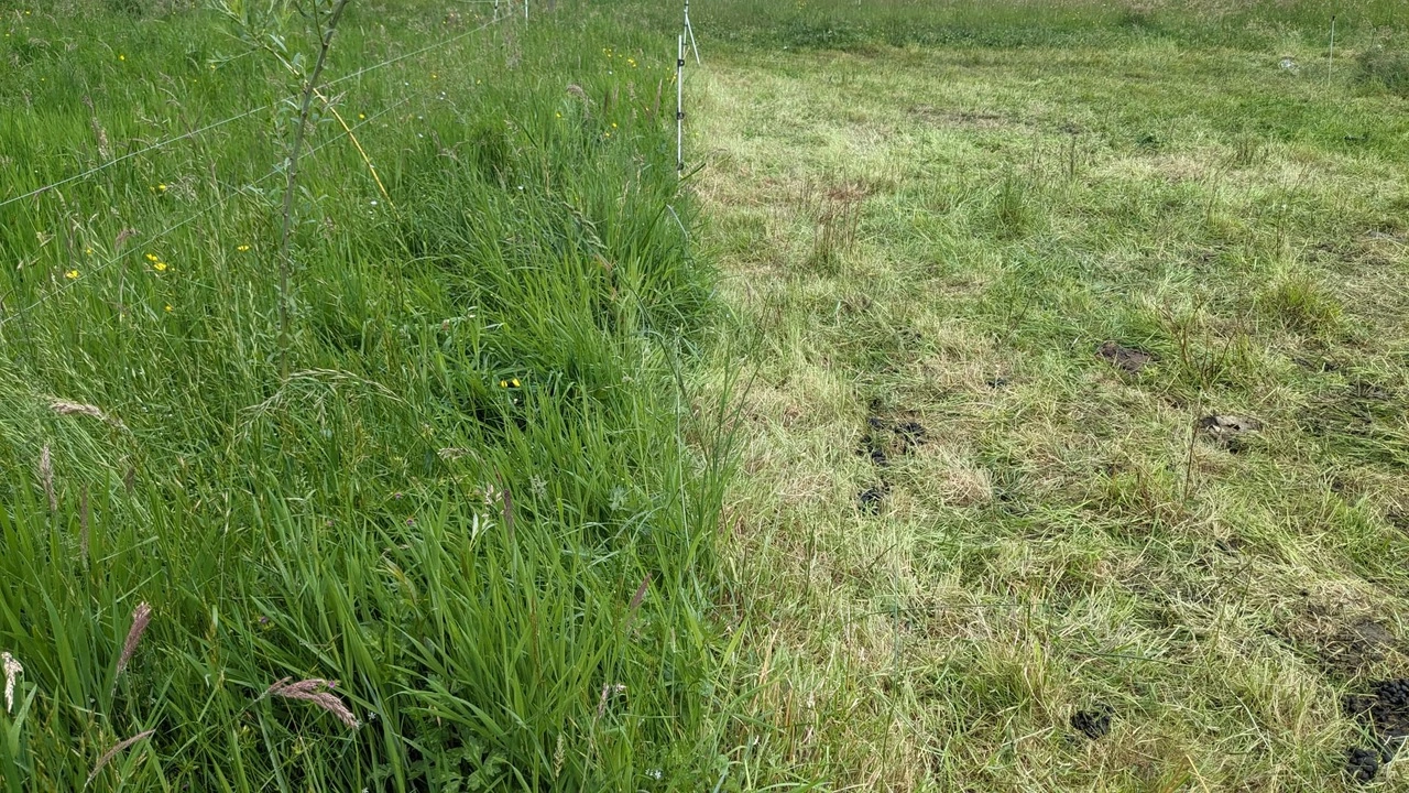 Pâturage en lisière, Ariège, 2024