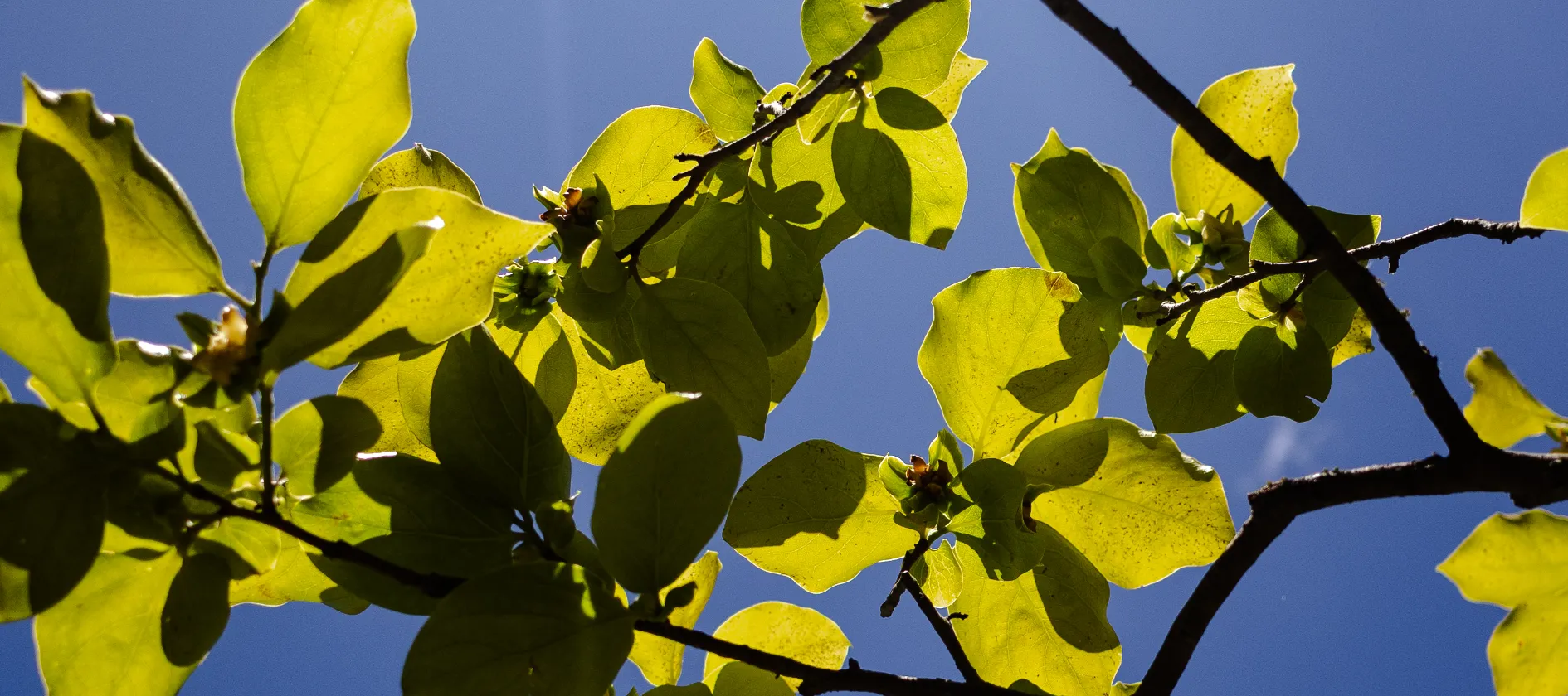 Feuillage d'arbre fruitier au Mas Alavall, contre-jour sur ciel bleu, Permaterra. Photo de Myriam Boye.