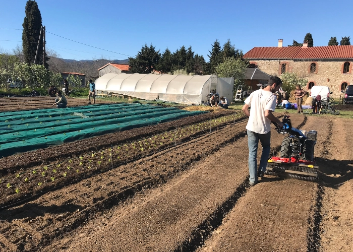 Préparation des planches permanentes au Mas Alavall : maraîcher conduisant un motoculteur sur sol nu, jeunes plants alignés et bâches anti-adventices sur les rangs en cours d'installation, tunnel plastique et équipe en arrière-plan.