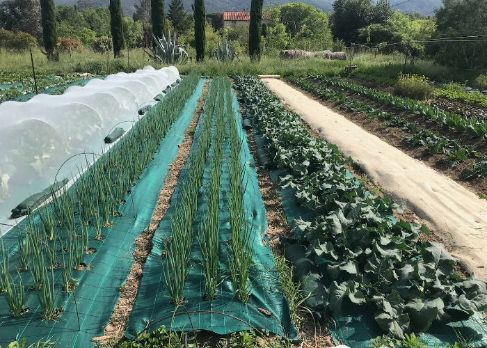 Planches de maraîchage bio-intensif au Mas Alavall : rangs d'oignons sous voile et bâches anti-adventices vertes, plants de cucurbitacées au premier plan, cyprès et collines en arrière-plan.