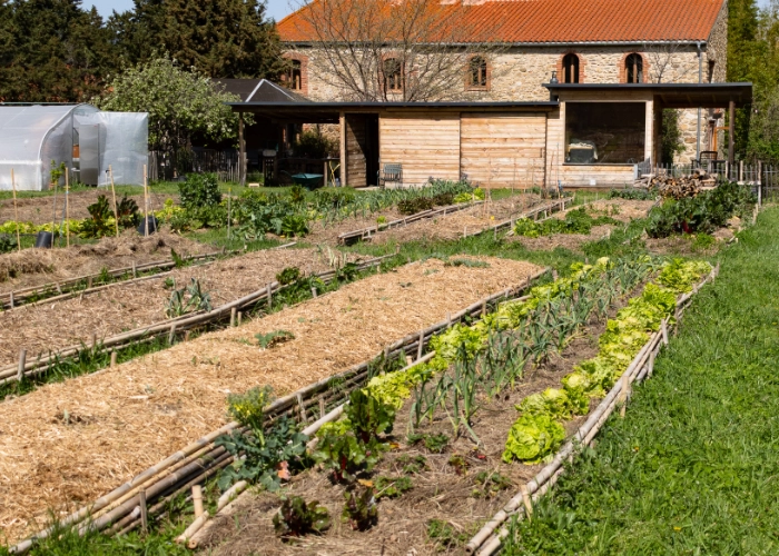 Planches permanentes type Philip Forrer délimitées par des bordures en bambou et paillées à la paille, avec salades et légumes en pousse, devant une ferme en pierre et son extension bois au printemps.