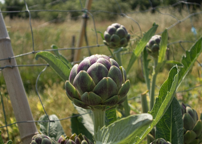 Artichaut du potager du Mas Alavall.