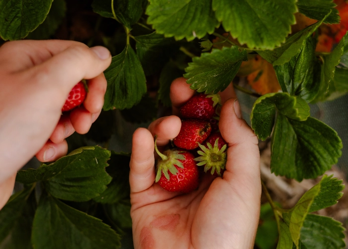 Récolte de fraises au potager du Mas Alavall.