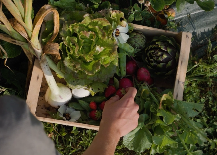 Panier de légumes frais.