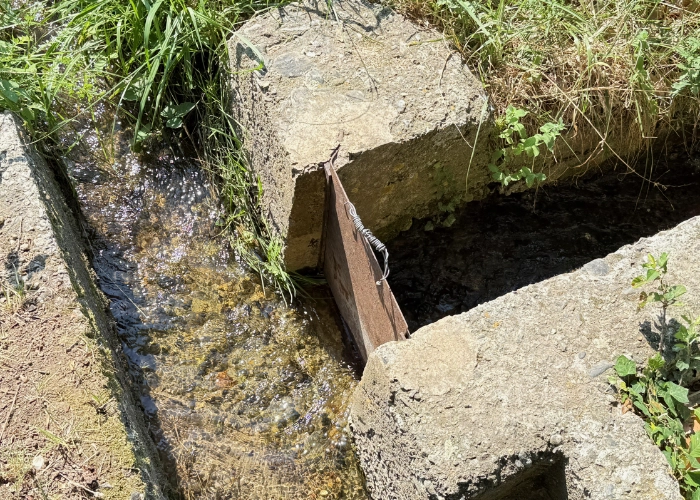 Prise d'eau artisanale en bois sur le canal d'irrigation de Céret, permettant de dévier le flux par gravité vers une parcelle du Mas Alavall, entourée d'herbes sauvages et de pierres.