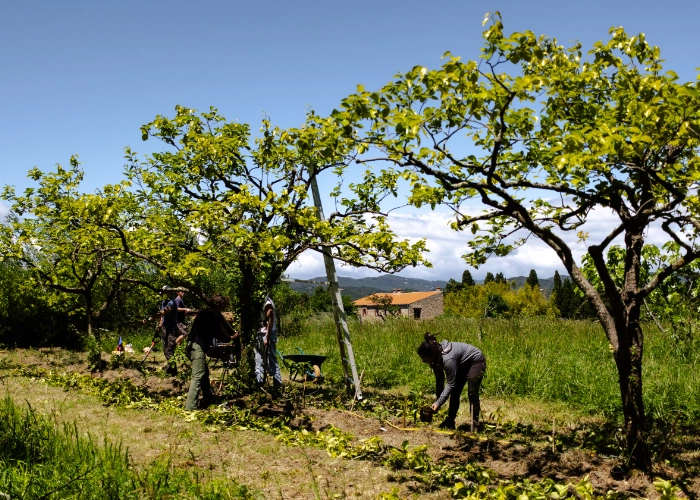 Système agroforestier diversifié.