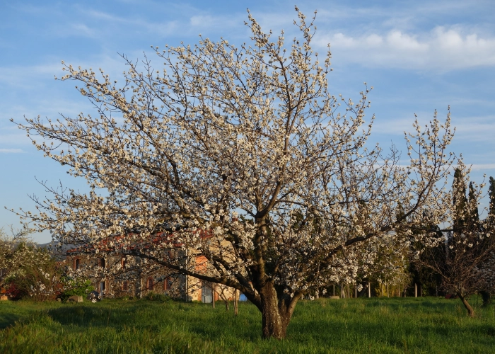 Cerisier en fleur au Mas Alavall.