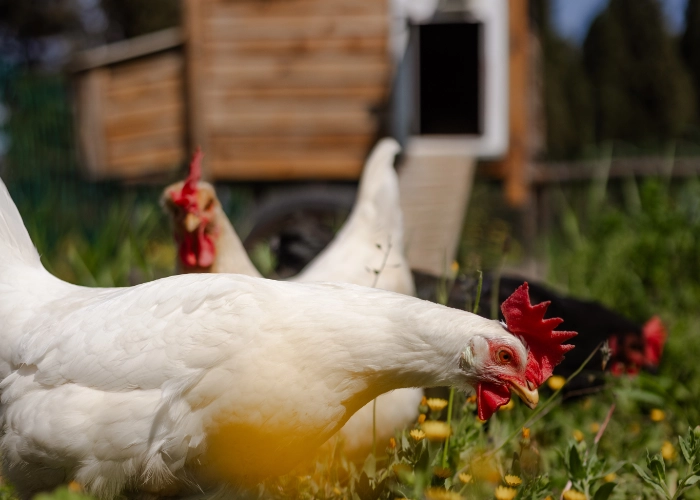 Poules dans un enclos avec un poulailler mobile.