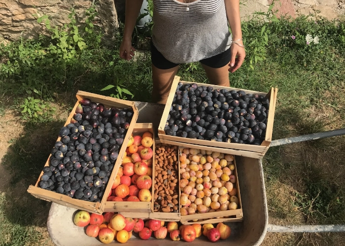 Verger, récoltes figues, amandes, prunes, pommes