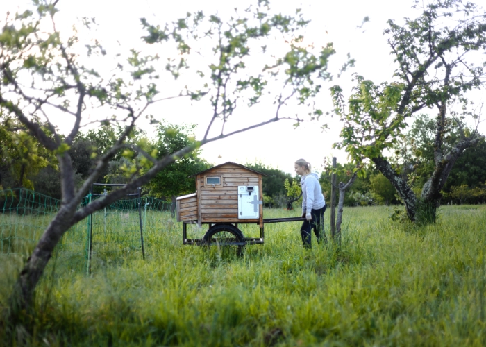 Déplacement du poulailler mobile à la ferme du Mas Alavall.