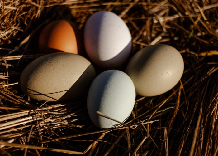 Oeufs des poules du Mas Alavall.