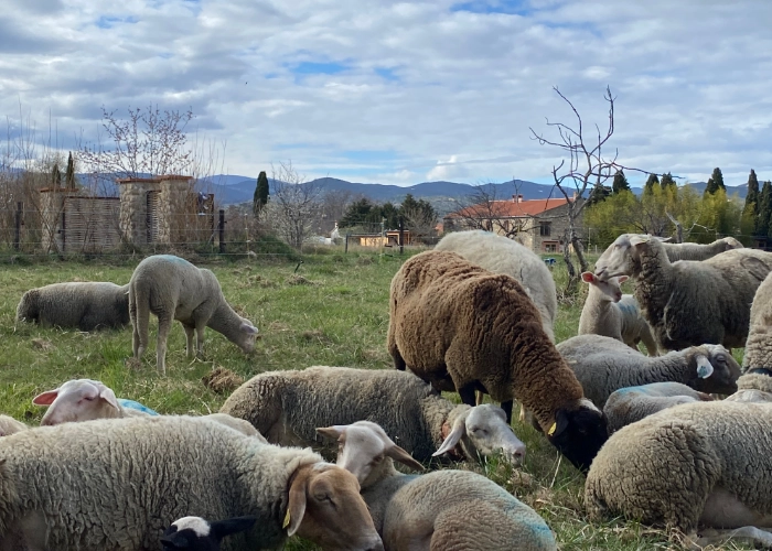 Pâturage ponctuel de moutons, agriculteur voisin.