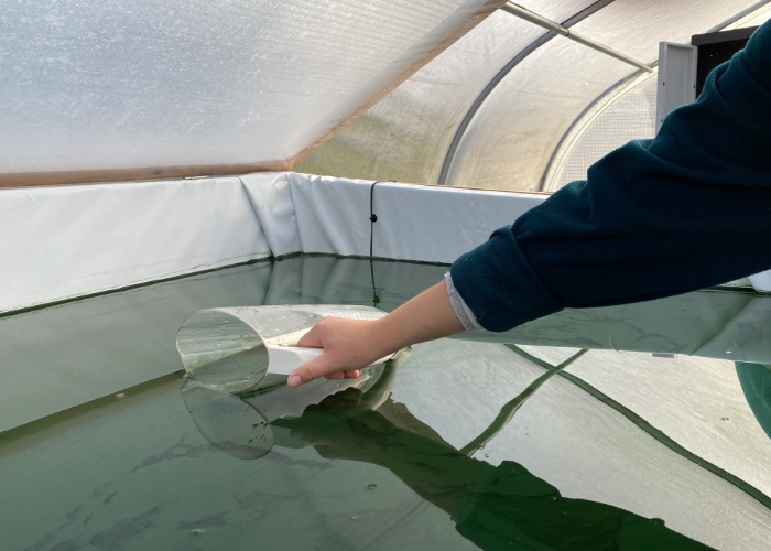 Récolte spiruline, Mas Alavall