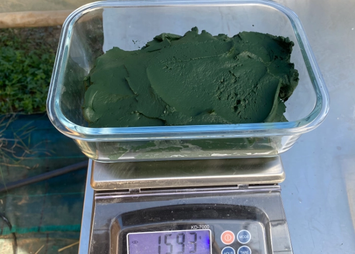 Spiruline fraîche récoltée, Mas Alavall