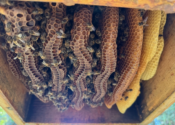 Observation de l'intérieur d'une ruche écologique, couvain et rayons, Permaterra.