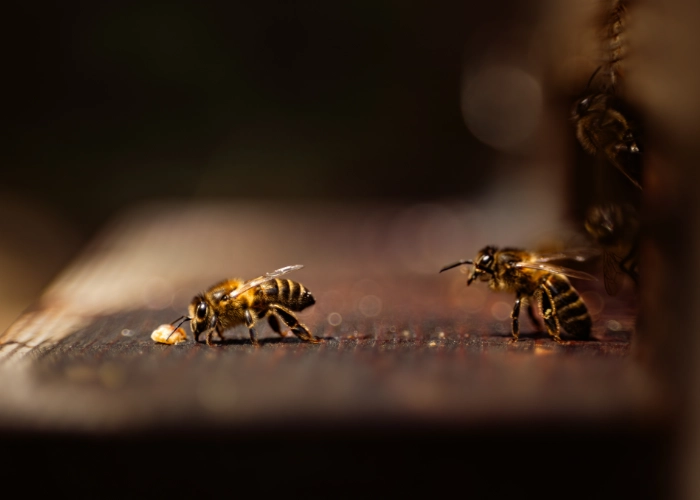 Abeilles sur les ruches écologiques du rucher Permaterra, Mas Alavall.