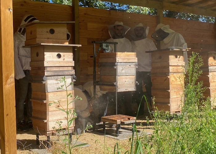 Observation d'une ruche écologique, rucher Permaterra.