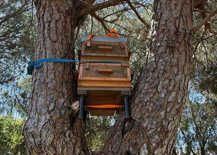Pose d'une ruche piège pour capturer un essaim sauvage, Permaterra.