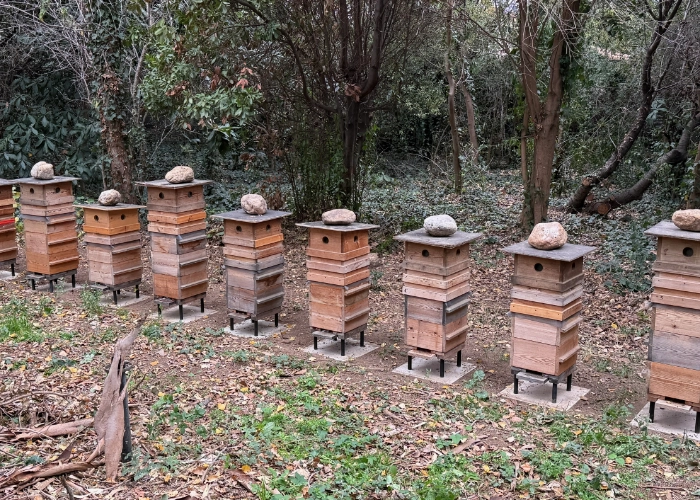 Hivernage des colonies d'abeilles, rucher expérimental Permaterra, Mas Alavall.