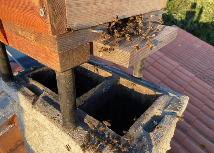 Sauvetage d'un essaim d'abeilles logé dans une cheminée, Permaterra.
