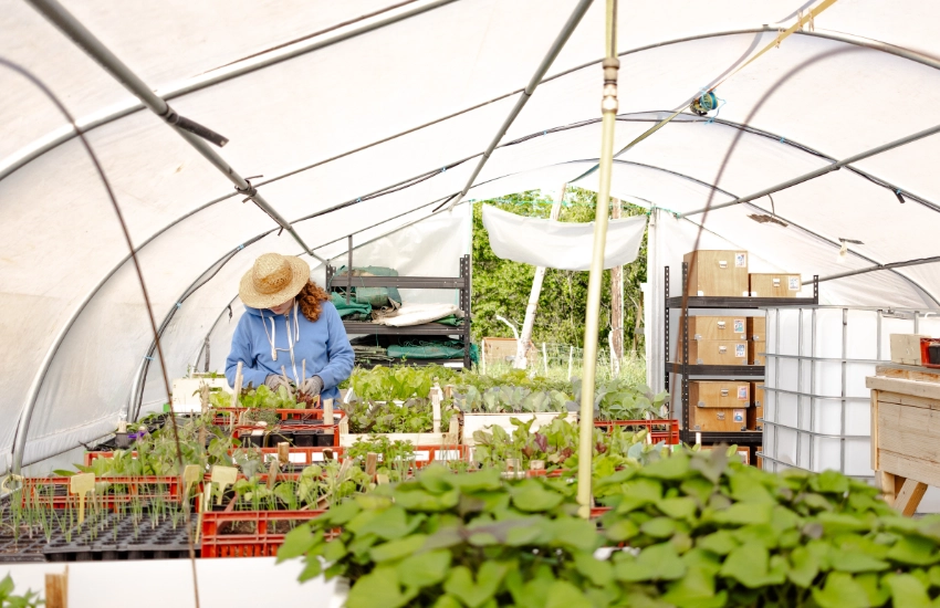 Serre du Mas Alavall avec des semis de plantes et de légumes.