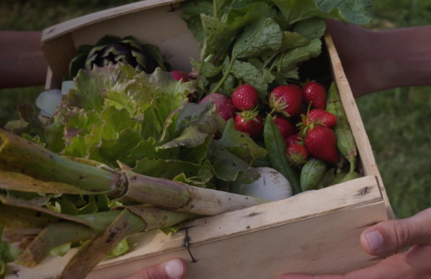 Cagette de fruits et légumes provenant du potager et du verger du Mas Alavall.