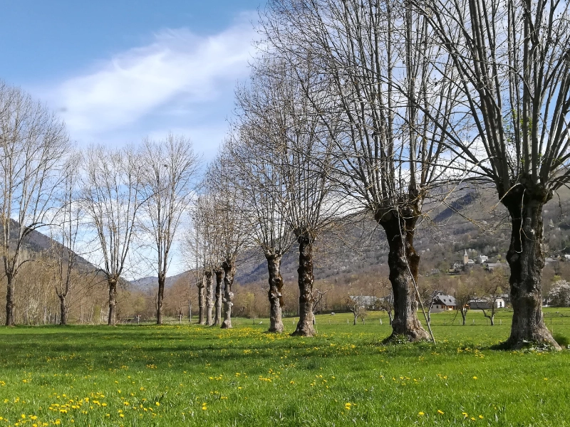 Alignement de trognes en prairie fleurie, bourgeons naissants sur les branches taillées, village et montagnes en arrière-plan, Pyrénées.