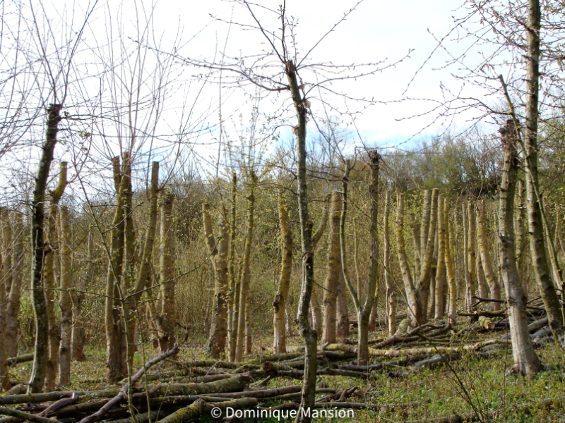 Rangée d'arbres trognés après taille, troncs élancés et branches coupées au sol, début de repousse printanière. © Dominique Mansion