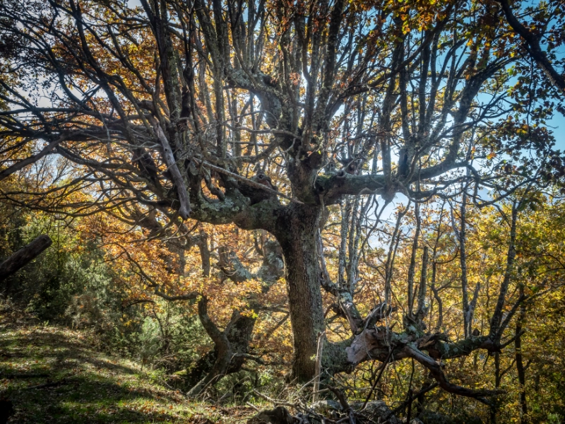 Chêne blanc ancien aux branches ramifiées et tordues, en forêt corse à l'automne, feuillage roux et lichens sur l'écorce.