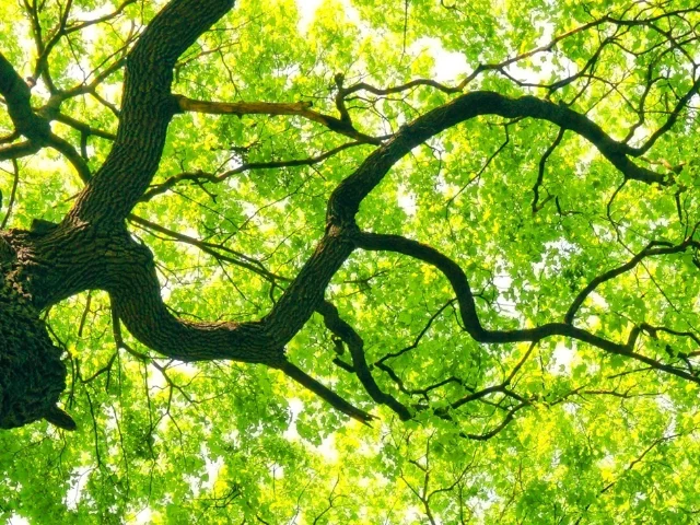 Photo d'un arbre.
