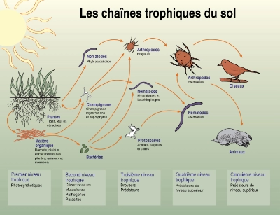 Schéma des chaînes trophiques du sol