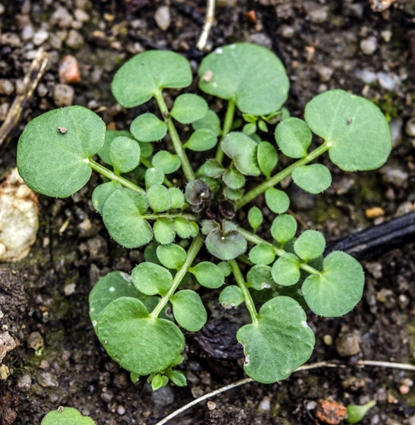 Cardamine hirsute