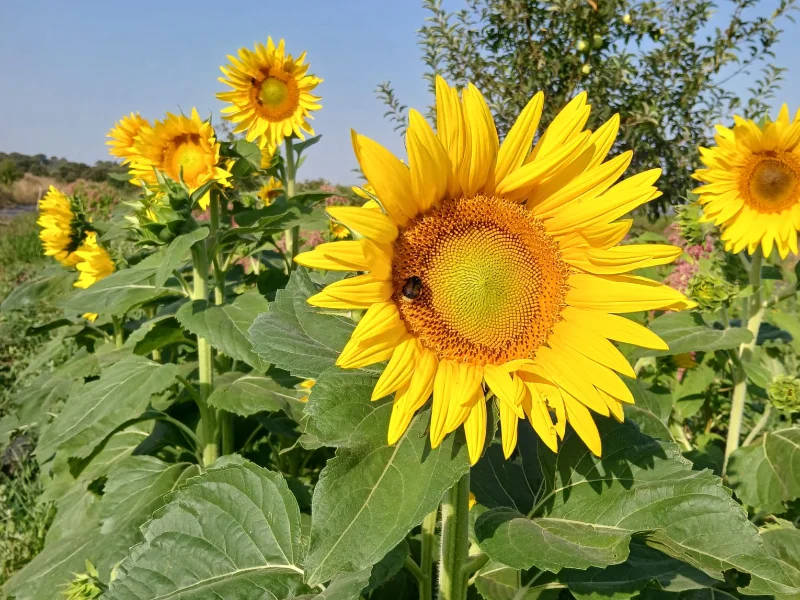 Tournesol jaune dans une ferme florale locale.