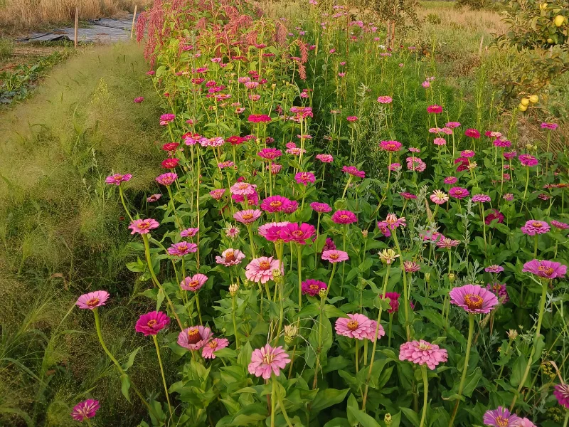 Champ de fleurs qui permet la biodiversité au sein d’une ferme florale agroécologique.