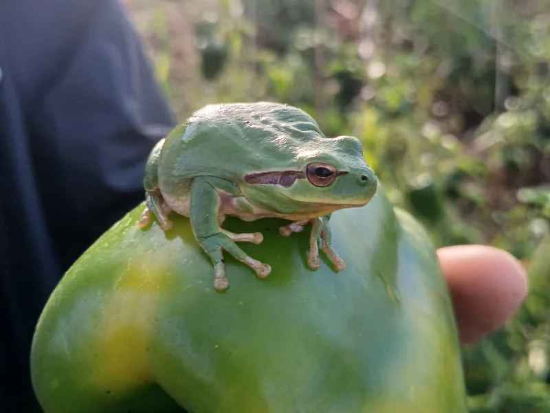 Grenouille à la ferme florale.
