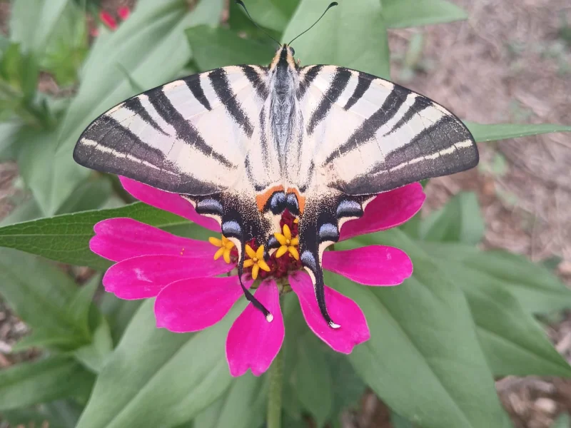 Papillon sur une fleur rose à la ferme florale.