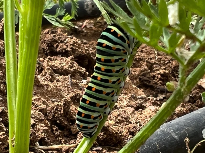 Chenille dans le champ de la ferme florale.